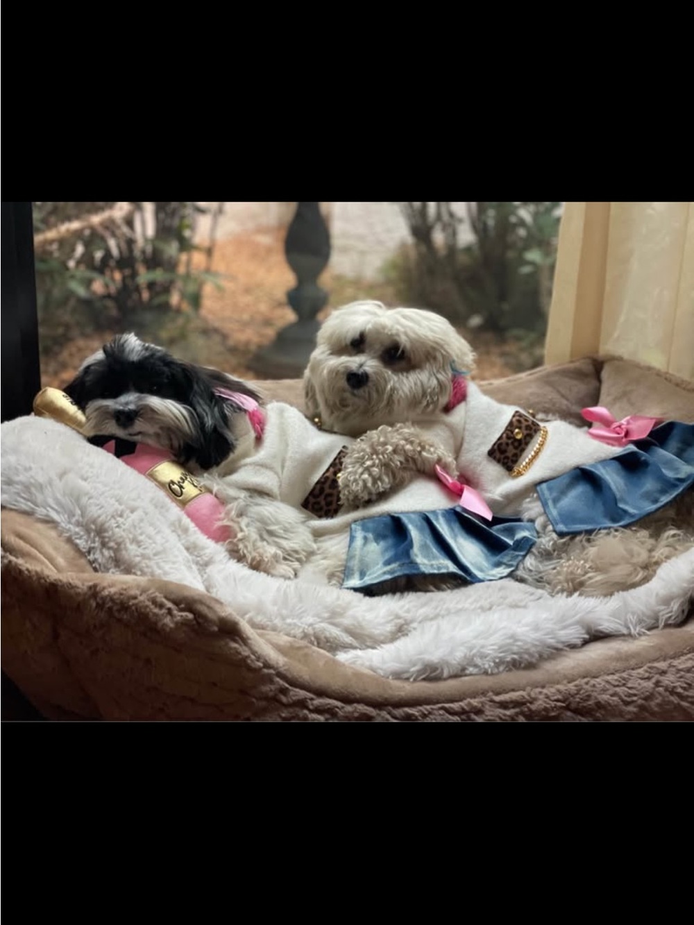 Custom dog dress from Miss choco chownel